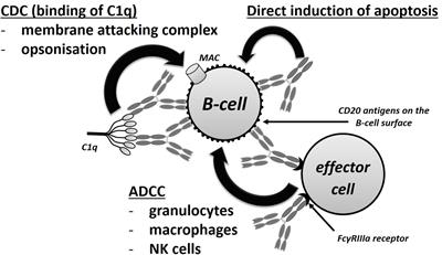 Implications of rituximab pharmacokinetic and pharmacodynamic alterations in various immune-mediated glomerulopathies and potential anti-CD20 therapy alternatives